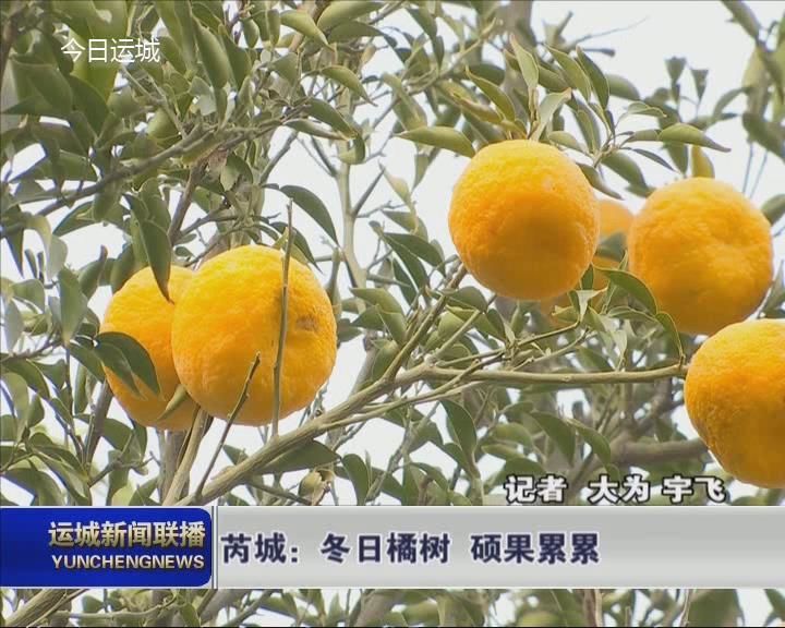 芮城：冬日橘树 硕果累累
