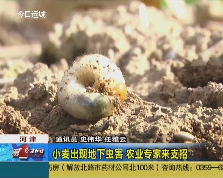 小麦苗遇地下虫害 专家告诉你如何治