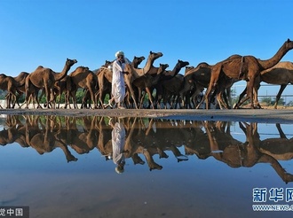 印度普什卡“骆驼节”持续举行