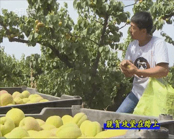【脱贫攻坚在路上】垣曲：电商助力农产品走出大山