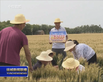 省市农科专家对芮城县小麦高产示范田进行测产