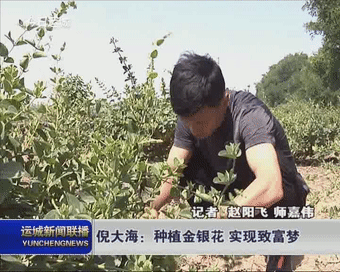 倪大海：种植金银花 实现致富梦