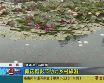 闻喜苏村：荷花摄影节助力乡村旅游