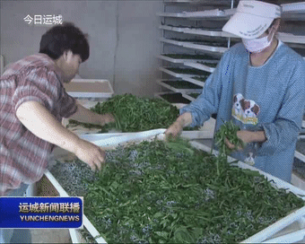 永济市韩阳镇：发展蚕桑产业 辟致富新路