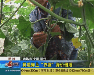 给黄瓜穿“衣服” 身价倍增颜值高！