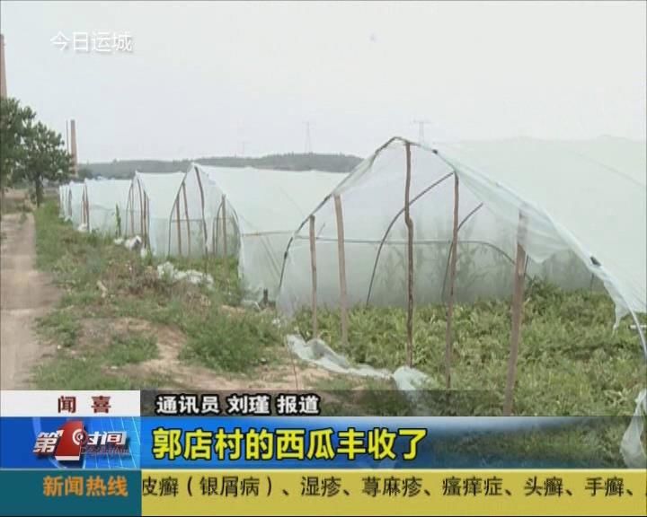 闻喜郭店村的西瓜丰收了