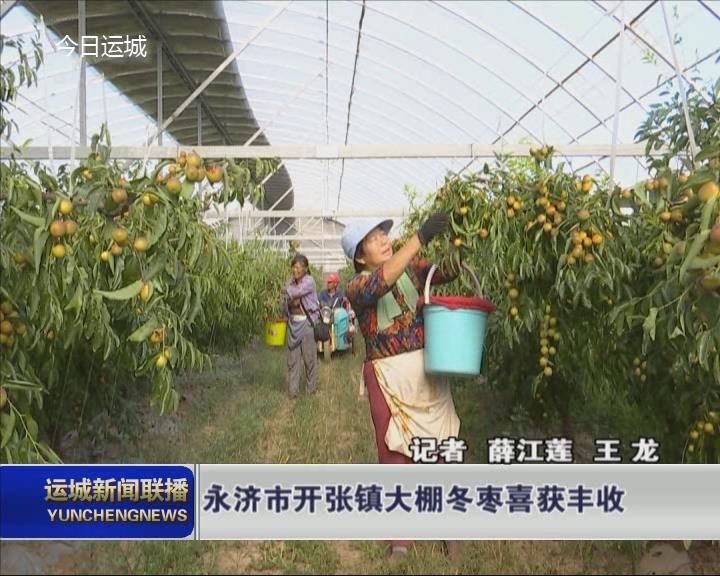 永济市开张镇大棚冬枣喜获丰收