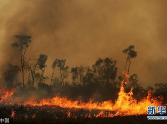 巴西亚马孙州森林火灾持续