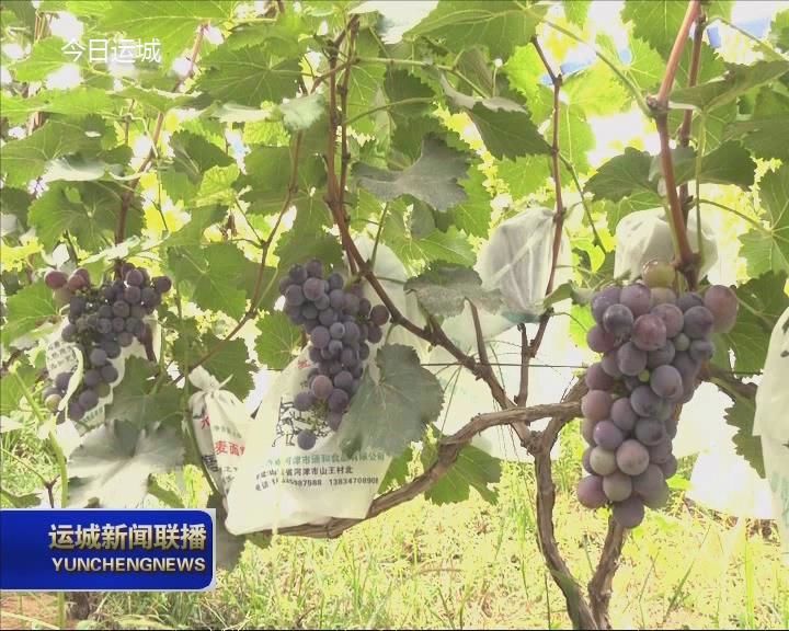 河津：富硒葡萄成熟上市受市民热捧