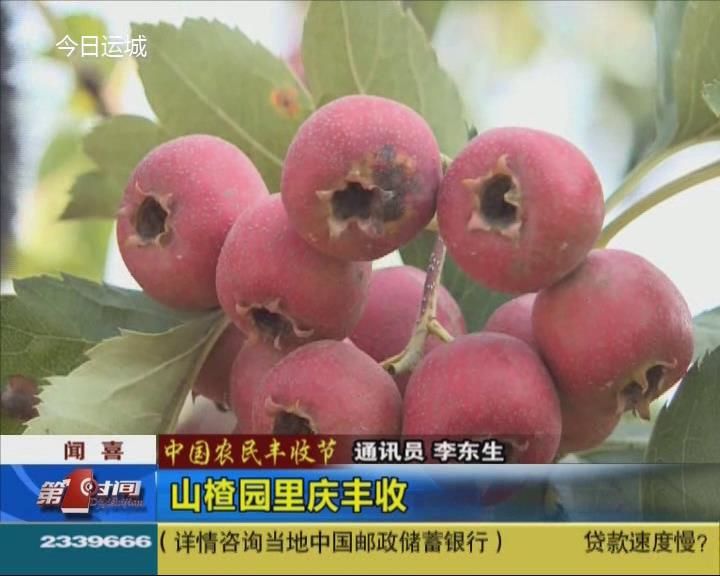 【中国农民丰收节】闻喜：山楂园里庆丰收