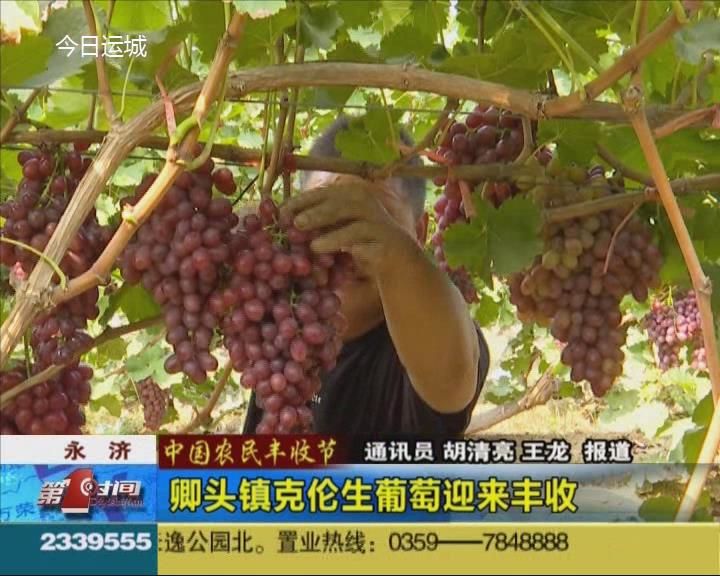 【中国农民丰收节】永济卿头镇克伦生葡萄迎来丰收