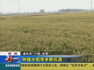 新绛：种植水稻带来新机遇