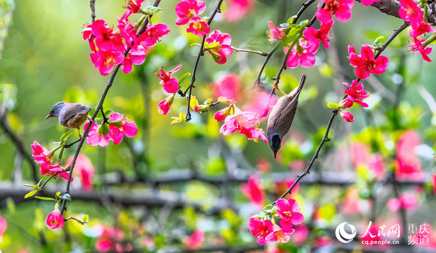 重庆南川:鸟语花香迎春来