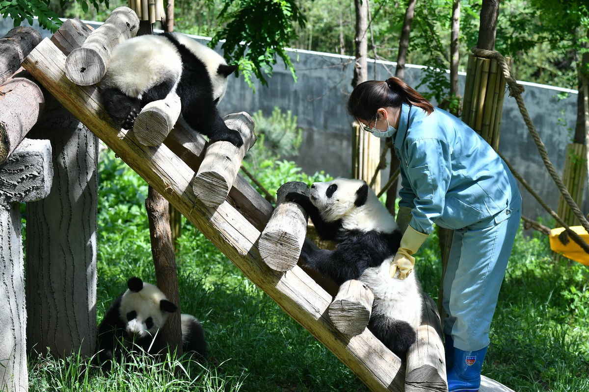 秦岭脚下的熊猫乐园