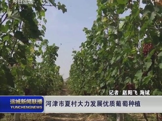 河津市夏村大力发展优质葡萄种植