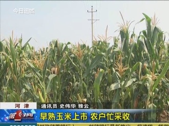 河津：早熟玉米上市 农户忙采收 