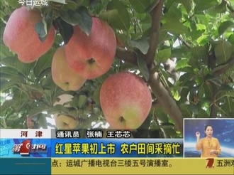 河津：红星苹果初上市 农户田间采摘忙