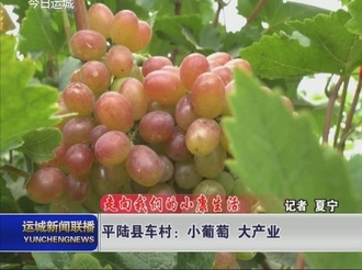 【走向我们的小康生活】平陆县车村：小葡萄 大产业