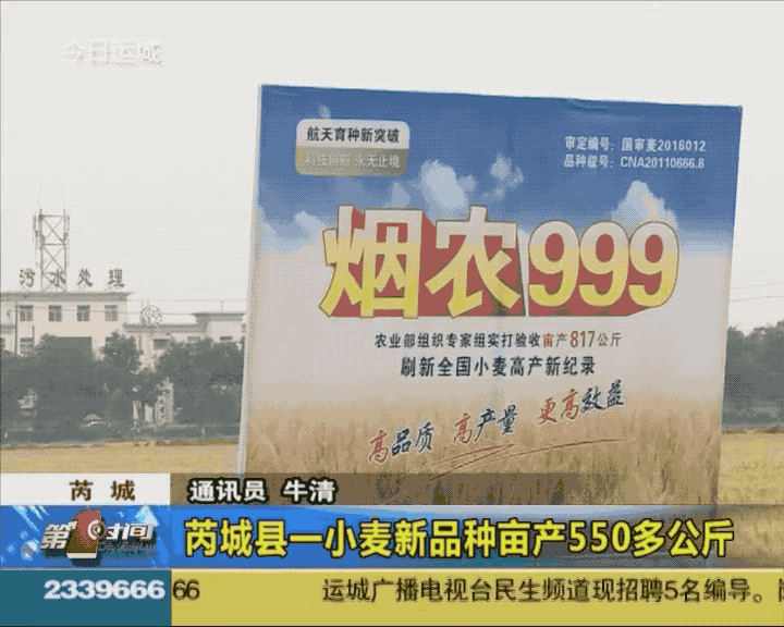 近日,省农业农村厅技术总站对芮城县"烟农999"小麦新品种进行测产,测