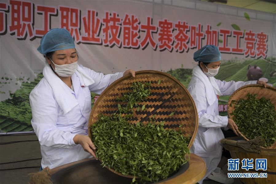 廣西玉林:炒茶葉 賽技能_三農_運城視聽網