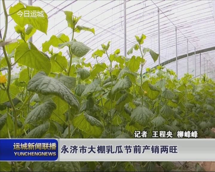 春节临近,永济市栲栳镇任村绿丰蔬菜种植基地大棚里的乳瓜进入盛产期