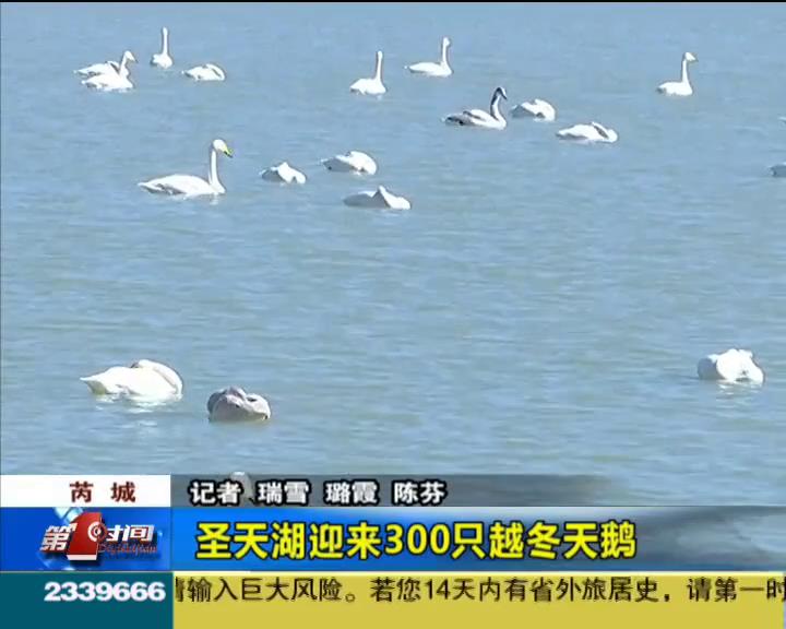 芮城圣天湖迎来300只越冬天鹅