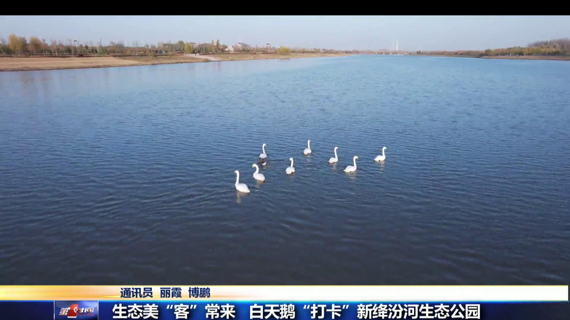 生态美 “客”常来 白天鹅“打卡”新绛汾河生态公园