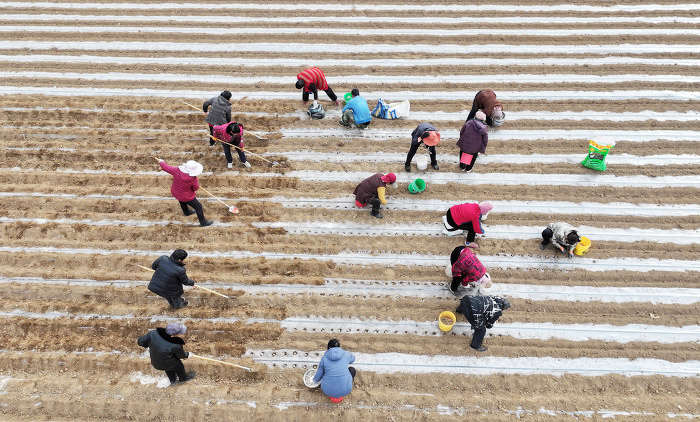 稷山：春日田间忙，中药材种植助农增收致富-45340.jpg