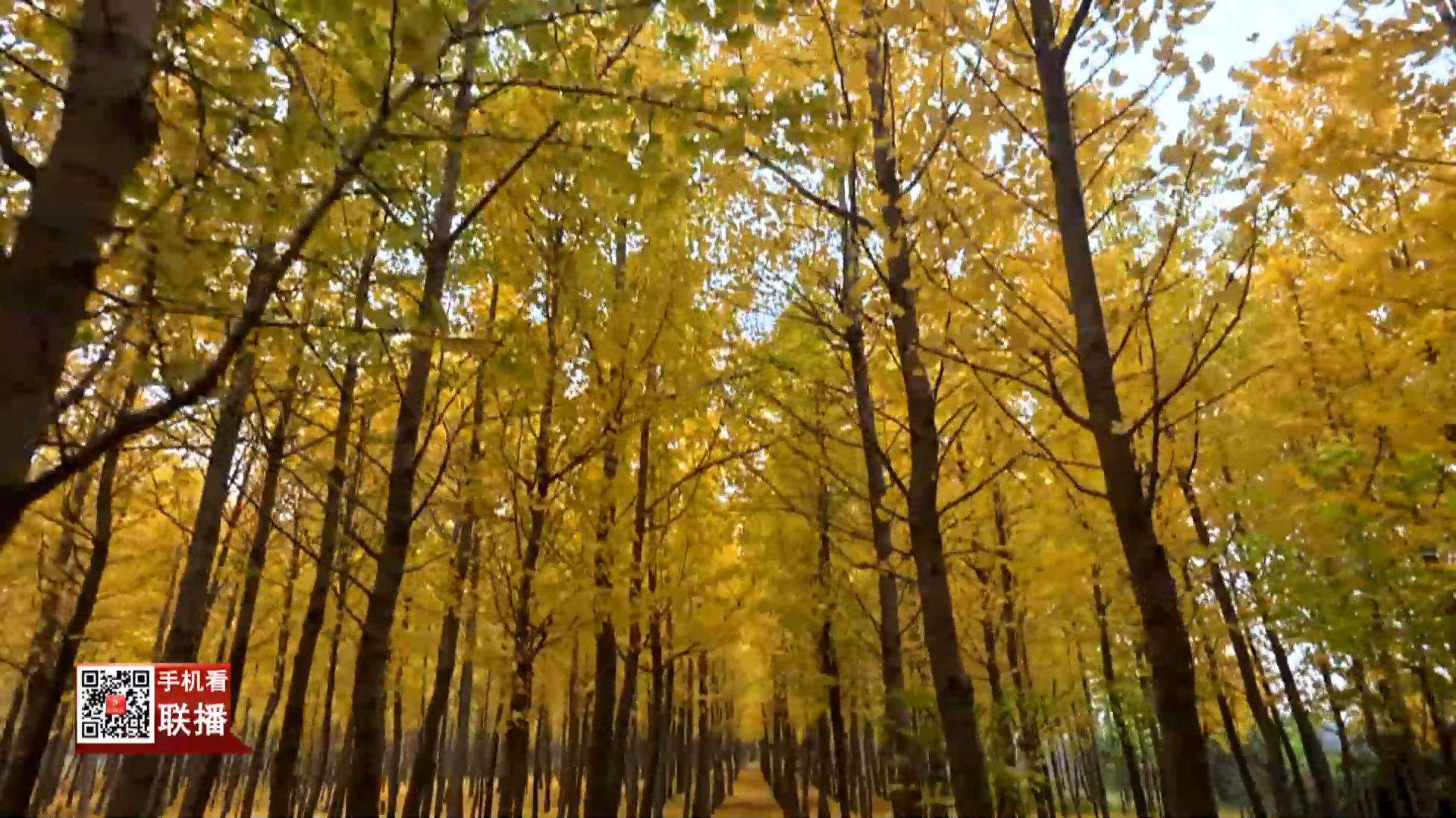 河津：满目皆金黄 银杏醉初冬