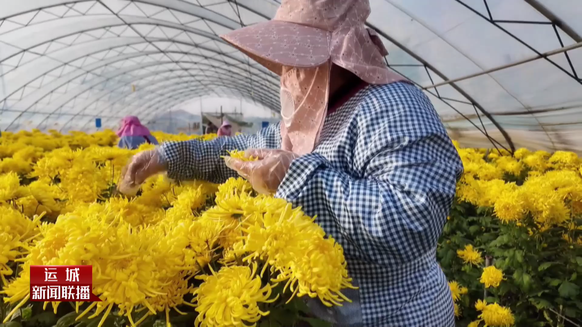 千亩菊花串起乡村振兴“金链条”