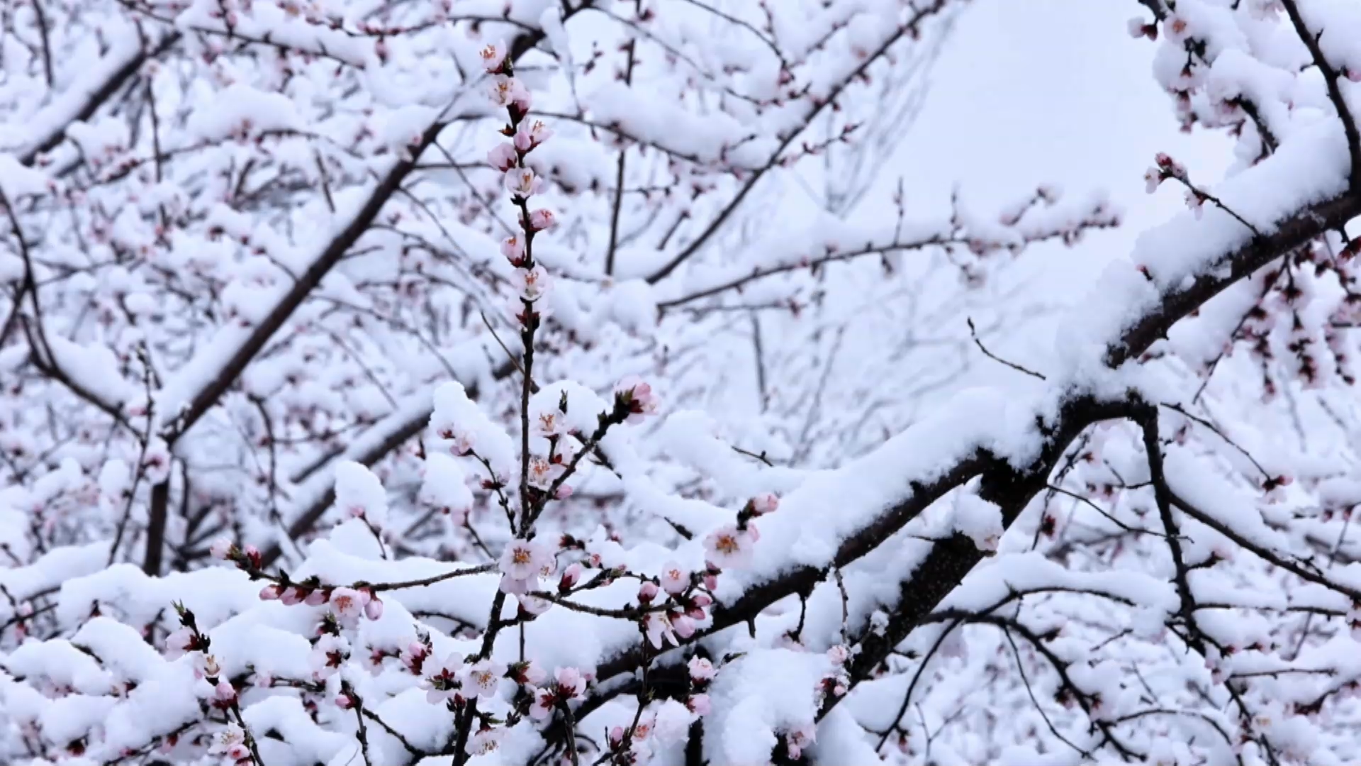 音乐片：垣曲岭回千亩山花邂逅三月春雪