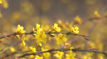 音乐片：闻喜：暖风吹花开 迎春绽笑颜