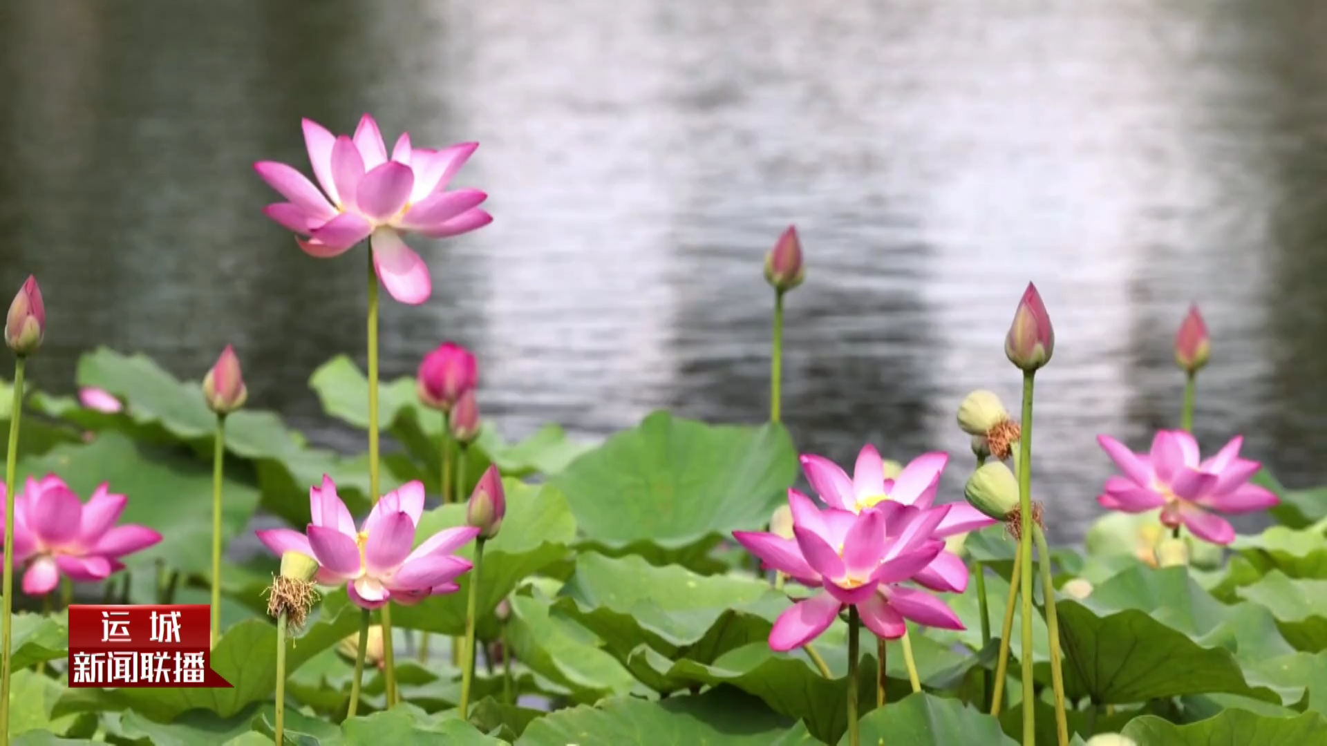 音乐片：荷花盛放 满池芳华